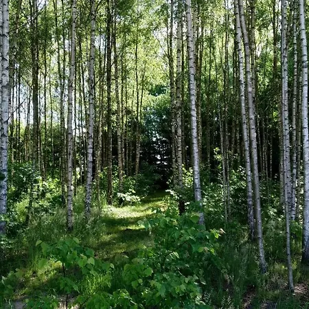 Brzozowy Zakatek Budry