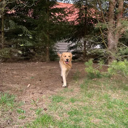 Brzozowy Zakatek * Budry