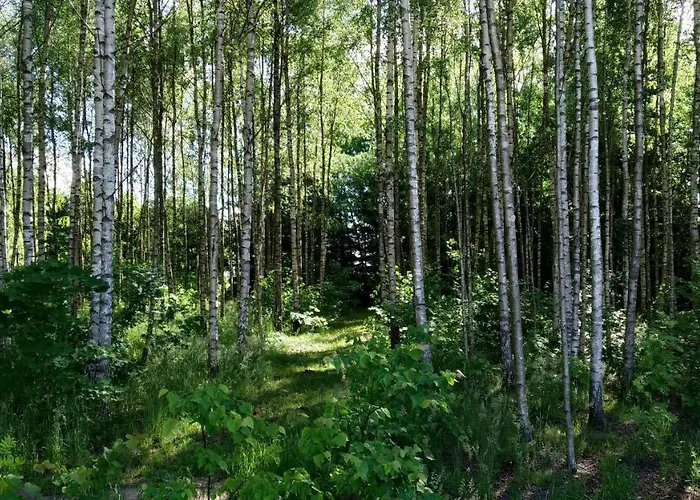 Brzozowy Zakątek Budry